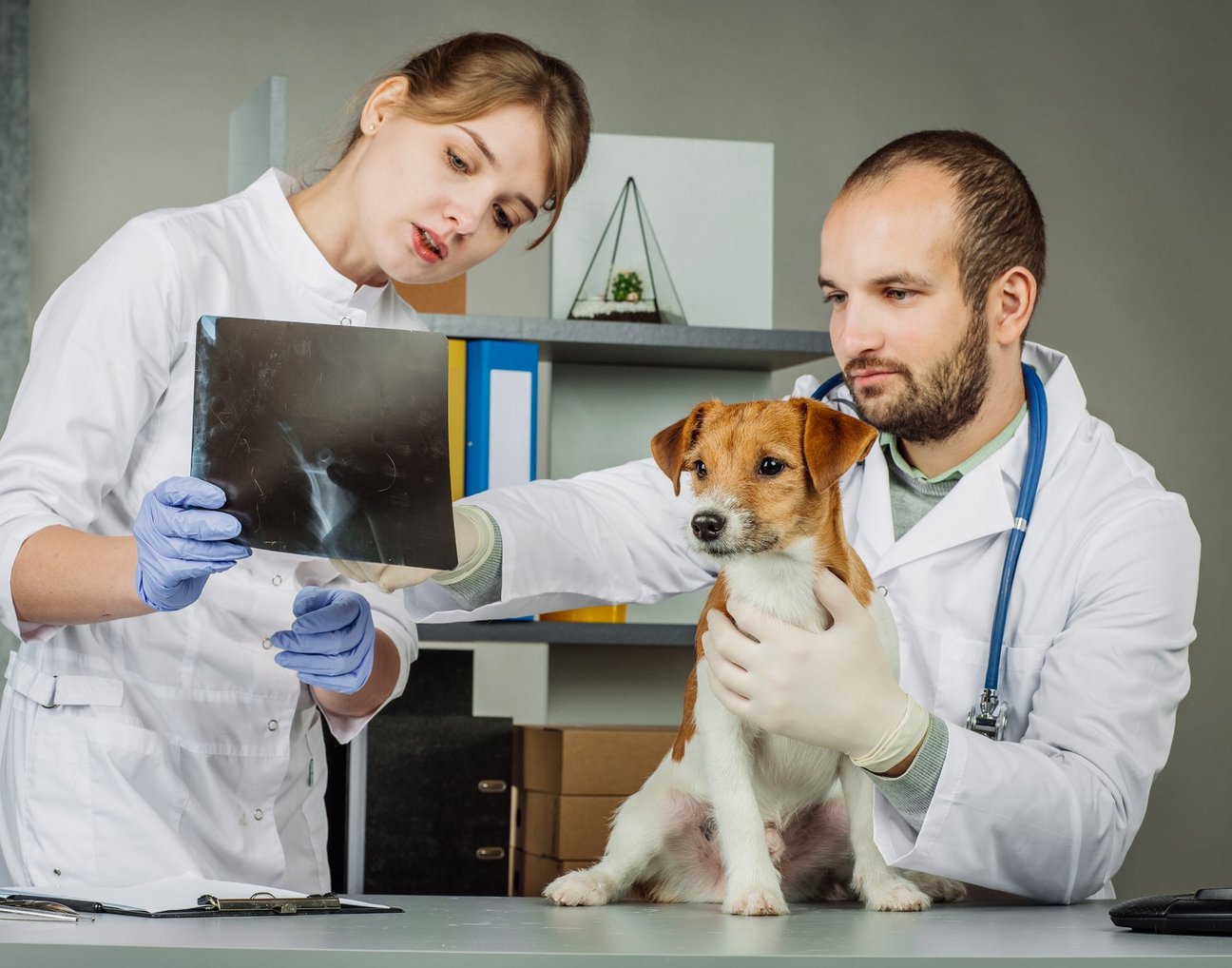 Eine Frau und ein Mann in Arztkleidung, kümmern sich um einen Hund.