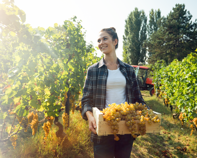 Eine Frau trägt einen Korb mit Trauben durch die Weinlagen.