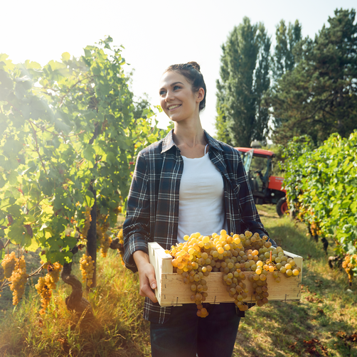 Eine Frau trägt einen Korb mit Trauben durch die Weinlagen.