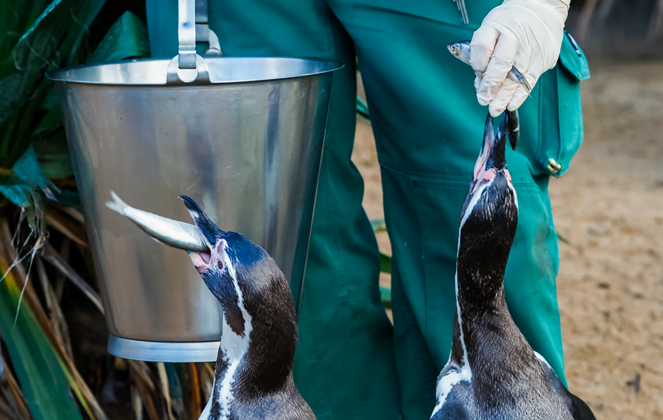 Eine Person füttert zwei Pinguine.