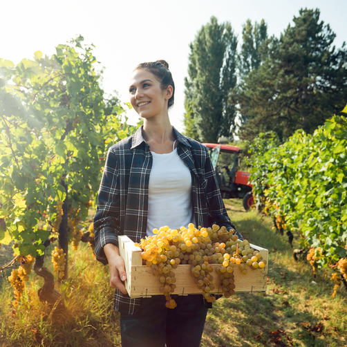 Eine Frau trägt einen Korb mit Trauben durch die Weinlagen.