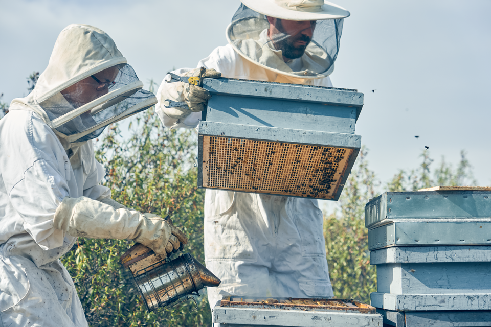 Zwei Imker kümmern sich um den Bienenstand.