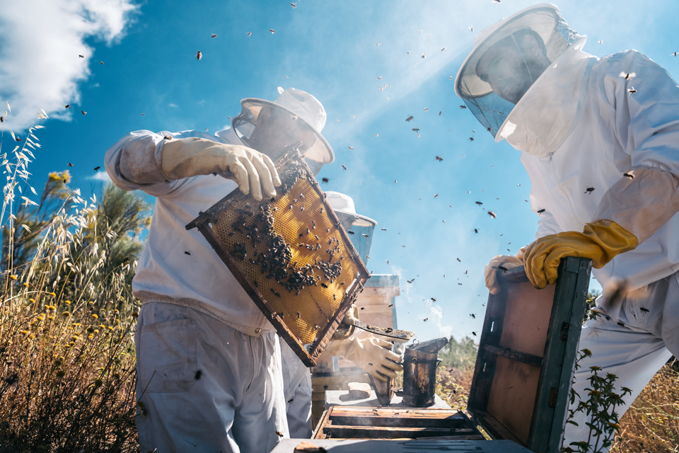 Zwei Personen in einem Schutzanzug arbeiten mit Bienen und deren Warpen.